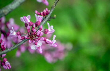 Pretty delicate buds of a redbud tree against a defocused green background with plenty of copy space.