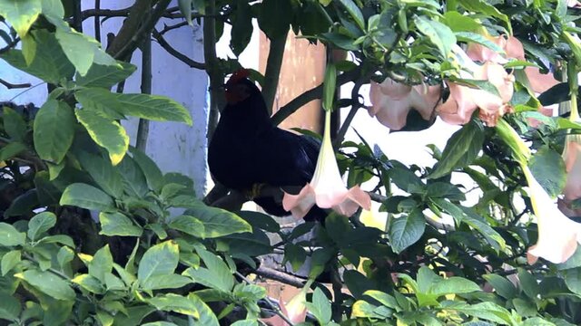 jungle fow in the village of Sri Lanka. Black rooster is sitting in bush with white tubular flowers

