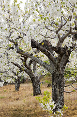 Flowering cherry in Valley of Jerte. Caceres. Spain.