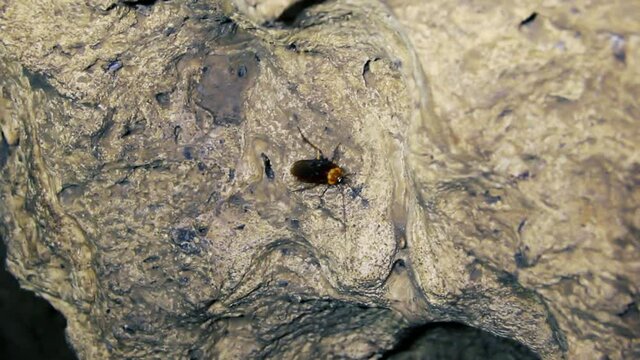 Giant cockroache in a cave. Sri Lanka
