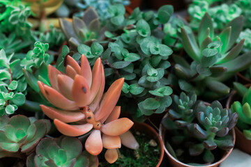 Pots with succulents plants in courtyard.Beautiful group of Pachyphytum Compactum is a small genus of succulents in the Crassulaceae family blossoming in garden
