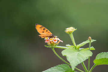 butterfly on flower