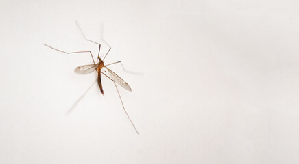 
mosquito on the wall