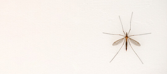 
mosquito on the wall