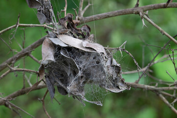 spider web in a forest