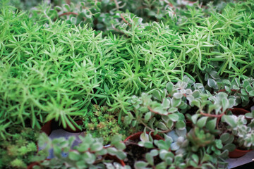Selling succulent houseplant in a tree shop And the round cactus cactus planted in small pot with stones placed.That are lined up beautifully, orderly in a row for customers to​ ​buy.