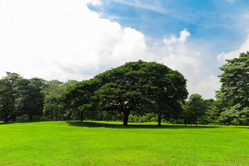 Tree and green grass field in park with blue cloudy sky.