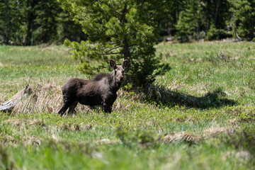 Moose in Rocky Mountain National Park