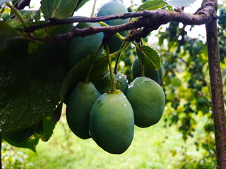 A group of green unripe plums on a branch with drops of water, rain on them.