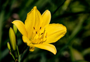 plant, leaf pattern and colorful flower