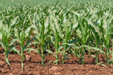 Fototapeta premium Green corn maize plants on a field.