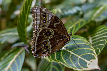 Queen butterfly (Danaus gylippus) with colorful butterflies flowers