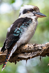Blue-winged Kookaburra on Fraser Island in Queensland, Australia. 