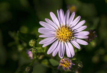 Obraz premium plant, leaf pattern and colorful flower
