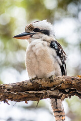Blue-winged Kookaburra on Fraser Island, Queensland, Australia. 