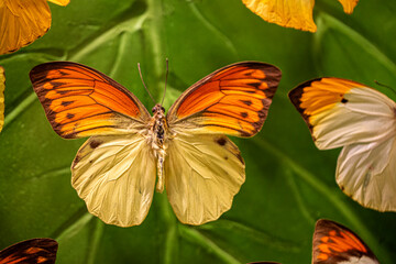 Queen butterfly (Danaus gylippus) with colorful butterflies flowers