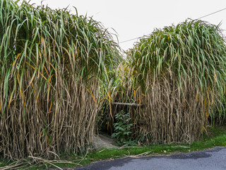 rice field in thailand