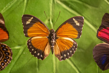Queen butterfly (Danaus gylippus) with colorful butterflies flowers