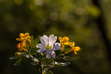 plant, leaf pattern and colorful flower