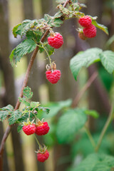 raspberries on a branch in a village garden