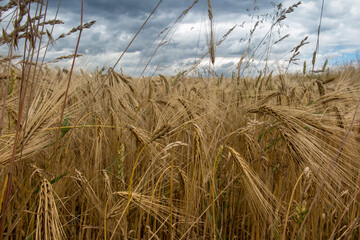 not completely ripe ears of grain, mainly barley