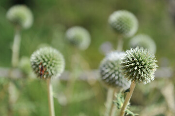 Flores de cardo blanco con fondo fuera de foco