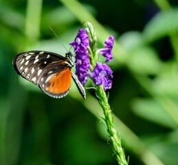 Orange and black butterfly perched on purple flower
