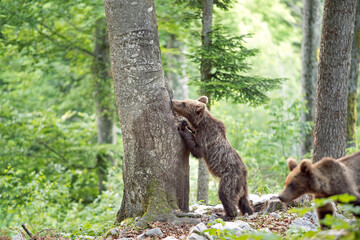 Brown bears in the forest. European bear moving in nature. Brown bear from Slovenia. Wildlife walking in nature. Bear in wildlife. Small bears in the forest. Spring in nature. 