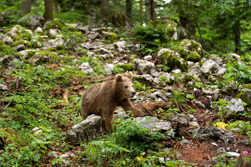 Naklejka premium Brown bears in the forest. European bear moving in nature. Brown bear from Slovenia. Wildlife walking in nature. Bear in wildlife. Small bears in the forest. Spring in nature. 
