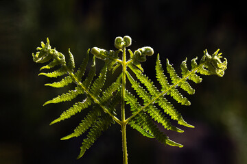 plant, leaf pattern and colorful flower