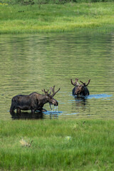 Two Moose in Rocky Mountain National Park