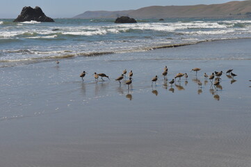 birds on the beach