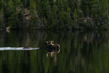Fototapeta na wymiar Moose Swimming in Rocky Mountain National Park