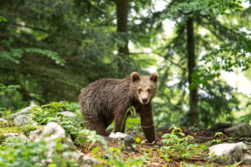 Brown bears in the forest. European bear moving in nature. Brown bear from Slovenia. Wildlife walking in nature. Bear in wildlife. Small bears in the forest. Spring in nature. 