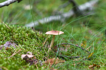 .A lone mushroom growing in the forest.
