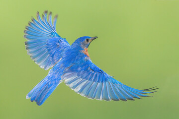 Eastern Bluebird in flight