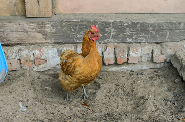Hens and roosters walk in the yard on the farm	