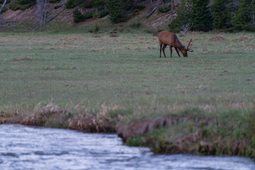 Obraz na płótnie Canvas Bull Elk in Rocky Mountain National Park