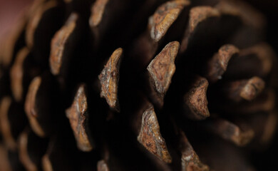 Close up of the woody scales of a pine cone, macro
