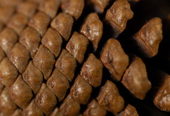 Close up of the woody scales of a pine cone, spiral arrangement, macro