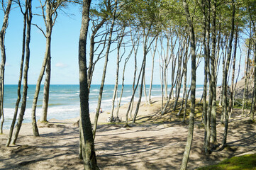 Fototapeta Las, plaża, morze, Bałtyk obraz