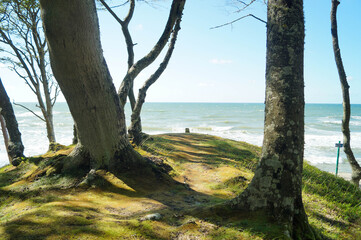 Fototapeta premium Las, plaża, morze, Bałtyk