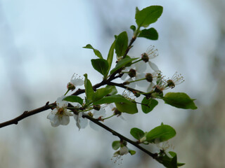  tree branch covered with white flowers