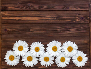 Chamomile on dark wooden background. Flat lay, copy space