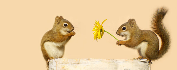 Love concept with a squirrel giving another squirrel a flower.  Clean background with copy space.