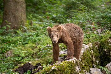 Fototapeta premium Brown bears in the forest. European bear moving in nature. Brown bear from Slovenia. Wildlife walking in nature. Bear in wildlife. Small bears in the forest. Spring in nature. 