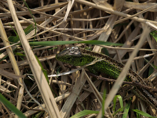 Lizard in old fallen grass