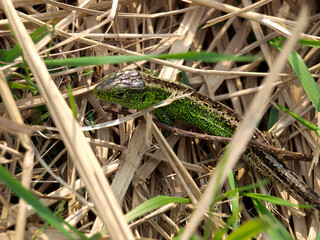 Lizard in old fallen grass