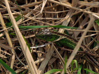 Lizard in old fallen grass