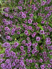 Thymus pulegioides / Broad-leaved thyme